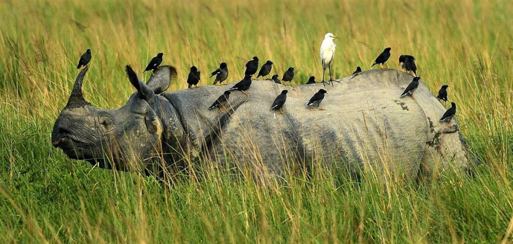rhino-birds